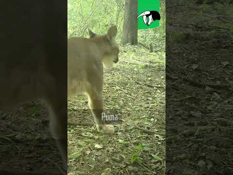 📍EL SAUZALITO: Búsqueda de cámaras trampa en los bosques chaqueños