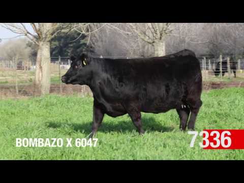 LA RUBETA - Receptoras a la Carta. REMATE 2017