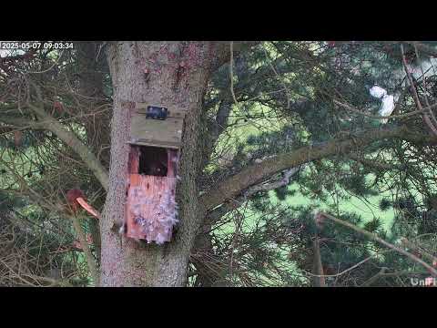 Golden Eye Duck tolerating the Red Squirrels in our Scottish Highland garden