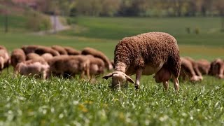 Thumbnail del capítulo