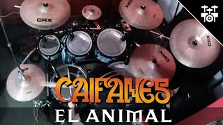 Caifanes - El Animal (Drum Cover)