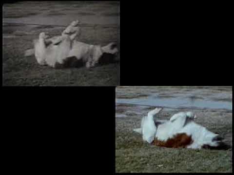 Telecine Versus Wolverine Digital Movie Maker