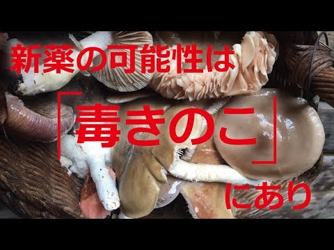 【クラウドファンディング】「新薬の可能性は「毒きのこ」にあり。創薬の未来につながるデータベースをつくりたい！」