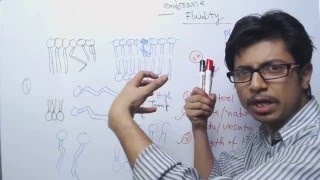 Cell Membrane Fluidity | Role of cholesterol