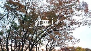紅葉を撮影してみた！