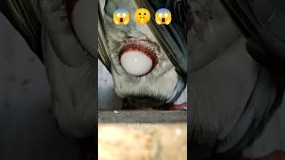 Download lagu WOW 😱 Merpati Bertelur Pigeon Laying Egg #short #Barapigeon mp3 Download lagu WOW 😱 Merpati Bertelur Pigeon Laying Egg #short #Barapigeon mp3