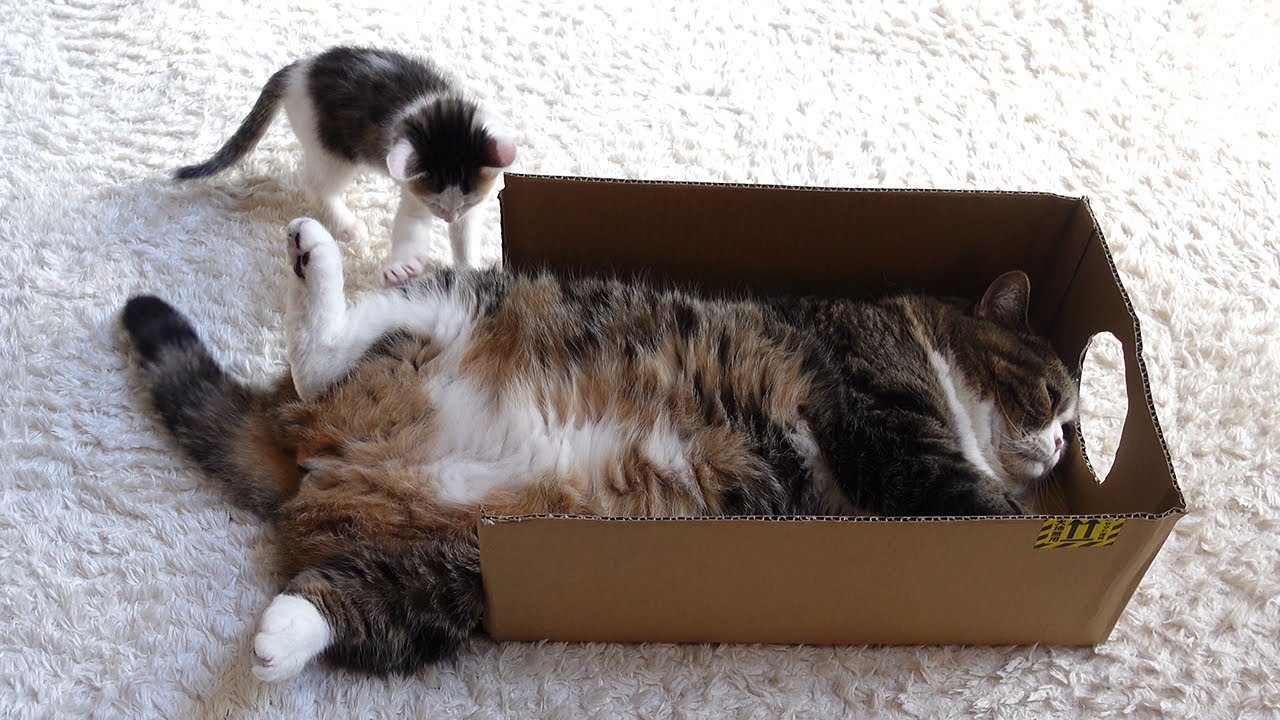 【mugumogu】段ボール箱で遊ぶスコティッシュフォールド・まるのサムネイル画像