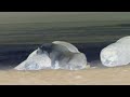 Wildlife Windows 7 Sample Video In G Major