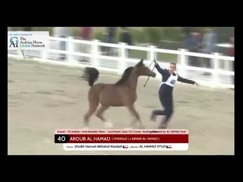 AROUB AL HAMAD - Gold Champion Kuwait breeder show 2019
