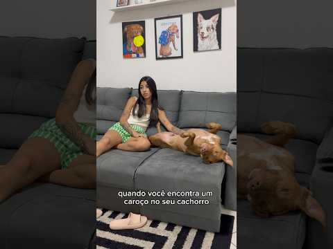 O CORAÇÃO CHEGA A ACELERAR 🥲 #cachorros #pitbull #maedepet #humor #rotina