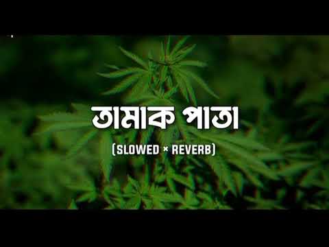Tamak Pata ( Slowed + Reverb) Ashes | lofi remix