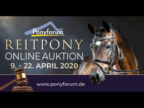 GOLDEN BOY 4j. Palominowallach v. Golden West NRW - Dance Star AT NRW