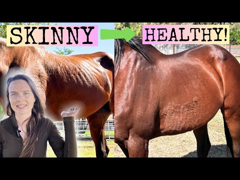 How to help your SKINNY HORSE gain and KEEP WEIGHT (forage based, grain free)