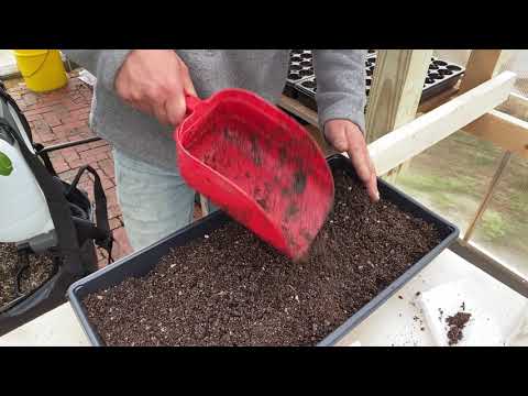 Starting Ranunculus flowers (part 1)