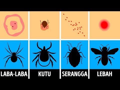 mi a legjobb gyógymód a parazitákra paraziták voll módszeres diagnosztikája