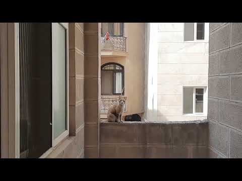 What do you think this cat wants from me?           به نظرتون این گربه چی می خواد از من؟