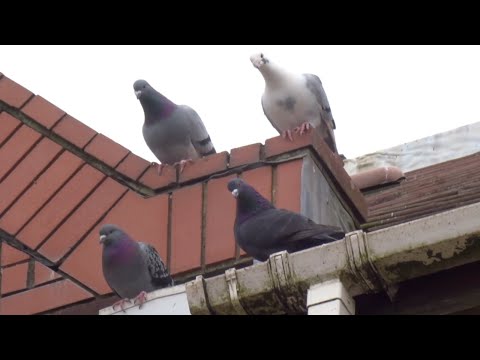 Pigeon Squadron 107 Part 1