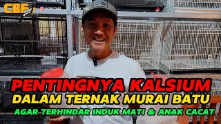 Download lagu PENTINGNYA KALSIUM DALAM TERNAK MURAI BATU AGAR TERHINDAR INDUK MATI & ANAK CACAT mp3