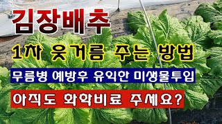 [텃밭농부 1,675]  김장배추 1차 웃거름 주고 무름병 소독 후 유익한 미생물 투입하는 방법. #배추재배…