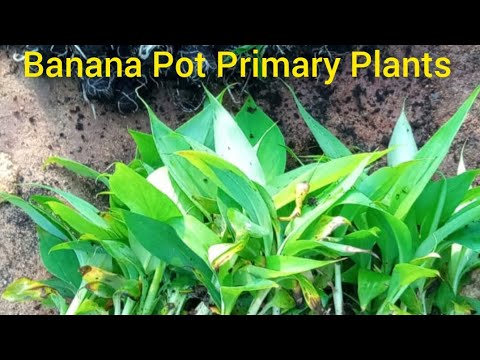 G9 Banana Tissue Culture Plant