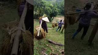The Nung and Phan Sinh people of Lang Son are harvesting sticky rice.