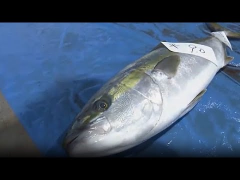 Japan: Record-price yellowtail sells for over 22,000 euros at Ishikawa’s first winter auction