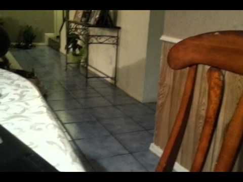 Deidre and cat running around the house