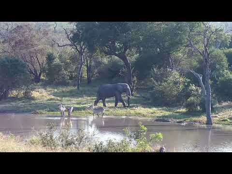 Djuma: Elephant bull drinks at the dam - 08:14 - 06/05/2023