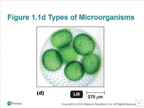 BIO 220 Chapter 1 - Microbiology and Pathogens