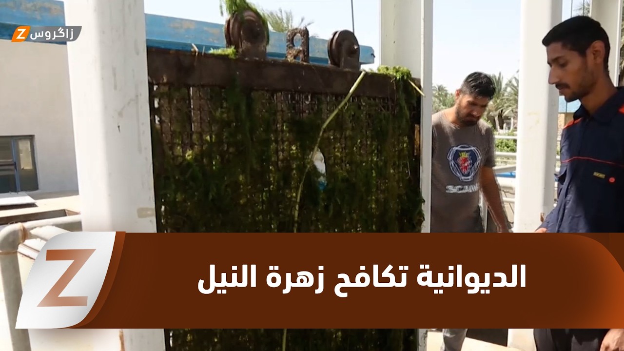 فيديو | الديوانية تكافح "زهرة النيل" بإمكانات شحيحة ومخاطر ميدانية