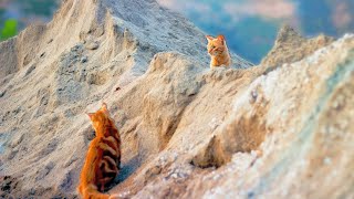 Rescuing Animals In Extreme Places | Animal Rescue School