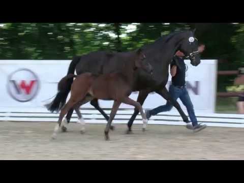 Hf v Foundation x Silbermond x Fuerst Grandios 2019