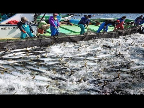 Everyone Should Watch This Fishermen's Video - Catch Hundreds Tons Fish With Big Nets On The Sea #02