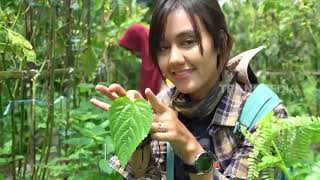 Download lagu Jodilee Panen Daun Jelatang | JEJAK PETUALANG mp3