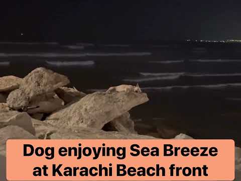کراچی بیچ فرنٹ پر کتا سمندری ہوا سے لطف اندوز ہو رہا ہے۔