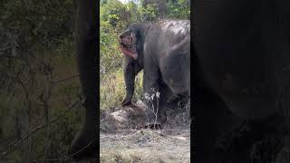 Download lagu Look how smart Iplock is with herself complementing 😍❤️🐘 #elephant #keffamily #kef #chimean mp3 Download lagu Look how smart Iplock is with herself complementing 😍❤️🐘 #elephant #keffamily #kef #chimean mp3