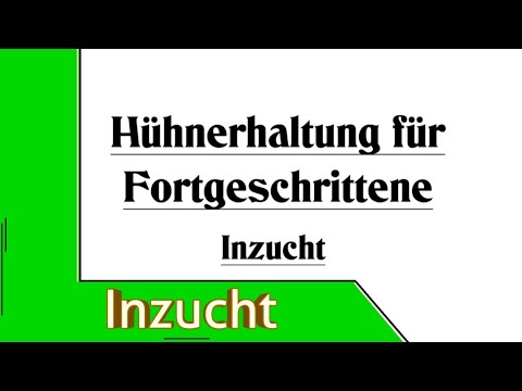 Inzucht - Hühnerhaltung für Fortgeschrittene