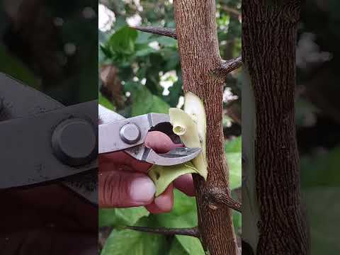Replacing citrus tree thorns with active buds 🌳🌳#plantcultivation#gardening#grafting#shorts