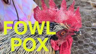 Fowl Pox Remedy cheap and easy DIY