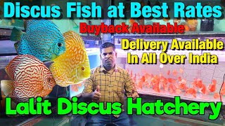 Lalit Discus Hatchery I Discus Fish at Cheapest Rate I Buyback Available I Delivery All Over India