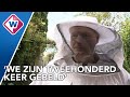 Wespenplaag in juli leidt tot topdrukte bij ongediertebestrijders - OMROEP WEST
