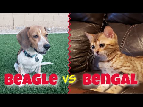 Our Beagle Meets our new Bengal