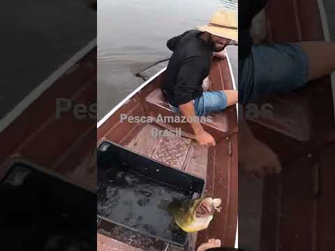 Pescaria de Tucunaré #pesca #amazonas #pescaria #tucunare #mutuca #autazes