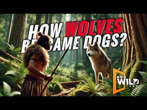 Dog is Man's First Friend: Domestication of Wolves