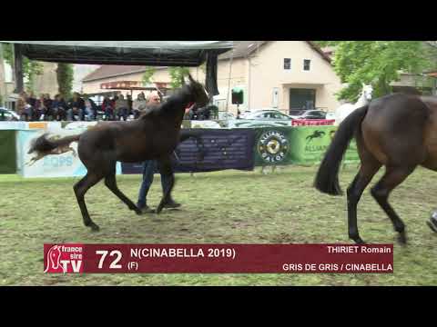 Sprinter Sacré Show 2019 : Lot 72 - N 19 CINABELLA