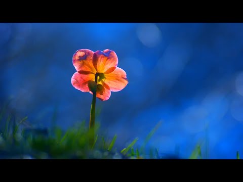 Poletna noč - Zasedba Kranjci