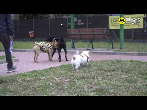 [十八區狗公園] 油尖旺寵物公園