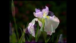 My Funny Valentine（花菖蒲）