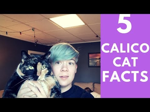 5 Calico Cats Facts You Never Knew
