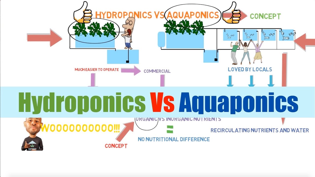 Hydroponics vs Aquaponics